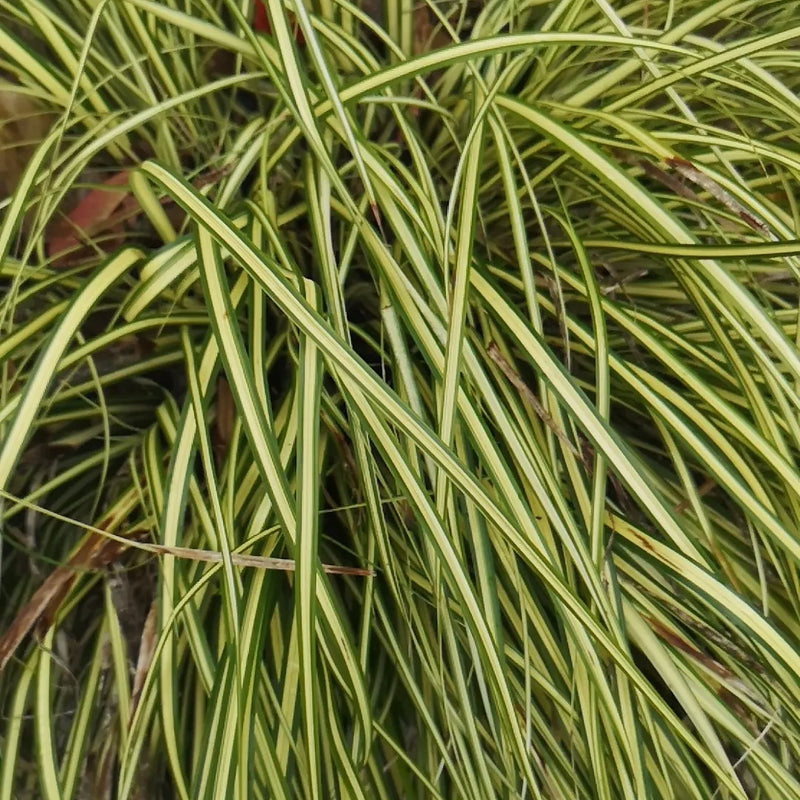Carex brunnea ‘Jenneke’