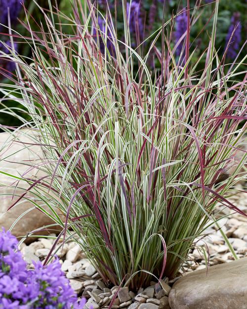Schizachyrium scoparium