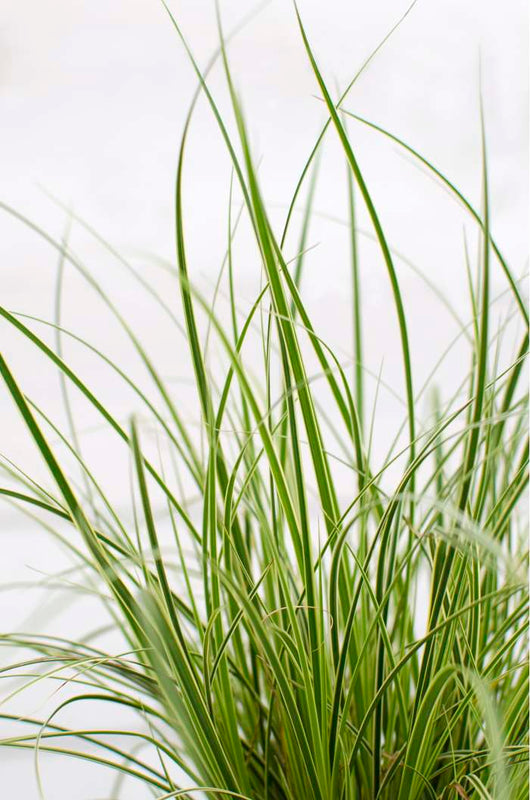 Carex brunnea ‘Variegata’
